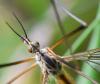 Tipula vernalis